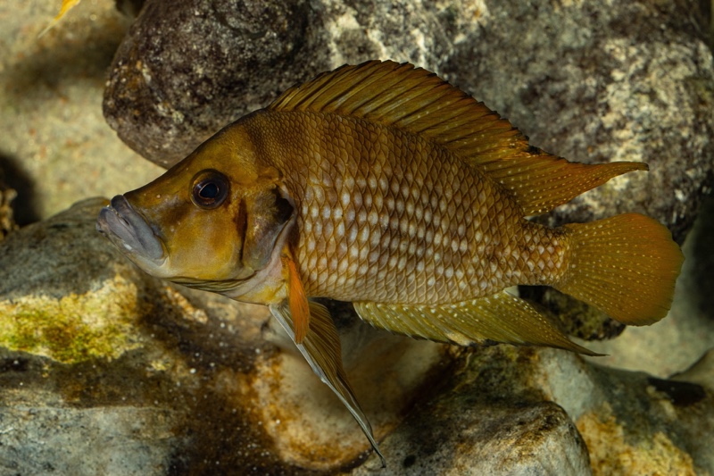 Altolamprologus compressiceps 'Kagunga'